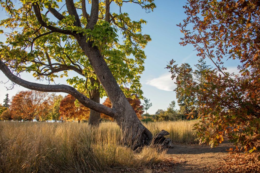 Sunny Fall Afternoon